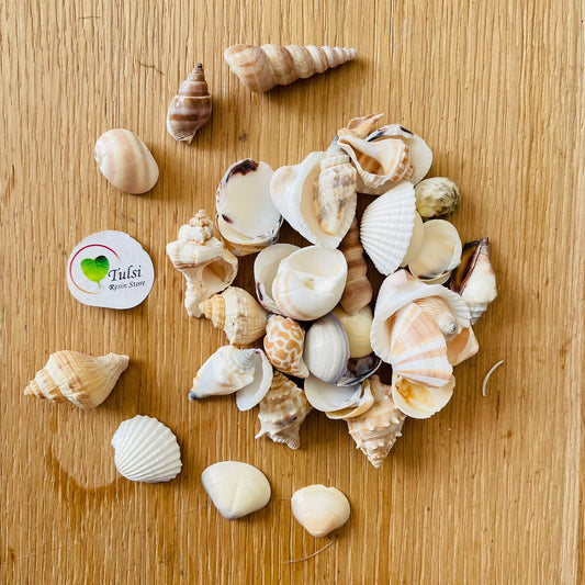 Mix Sea Shell - Medium
