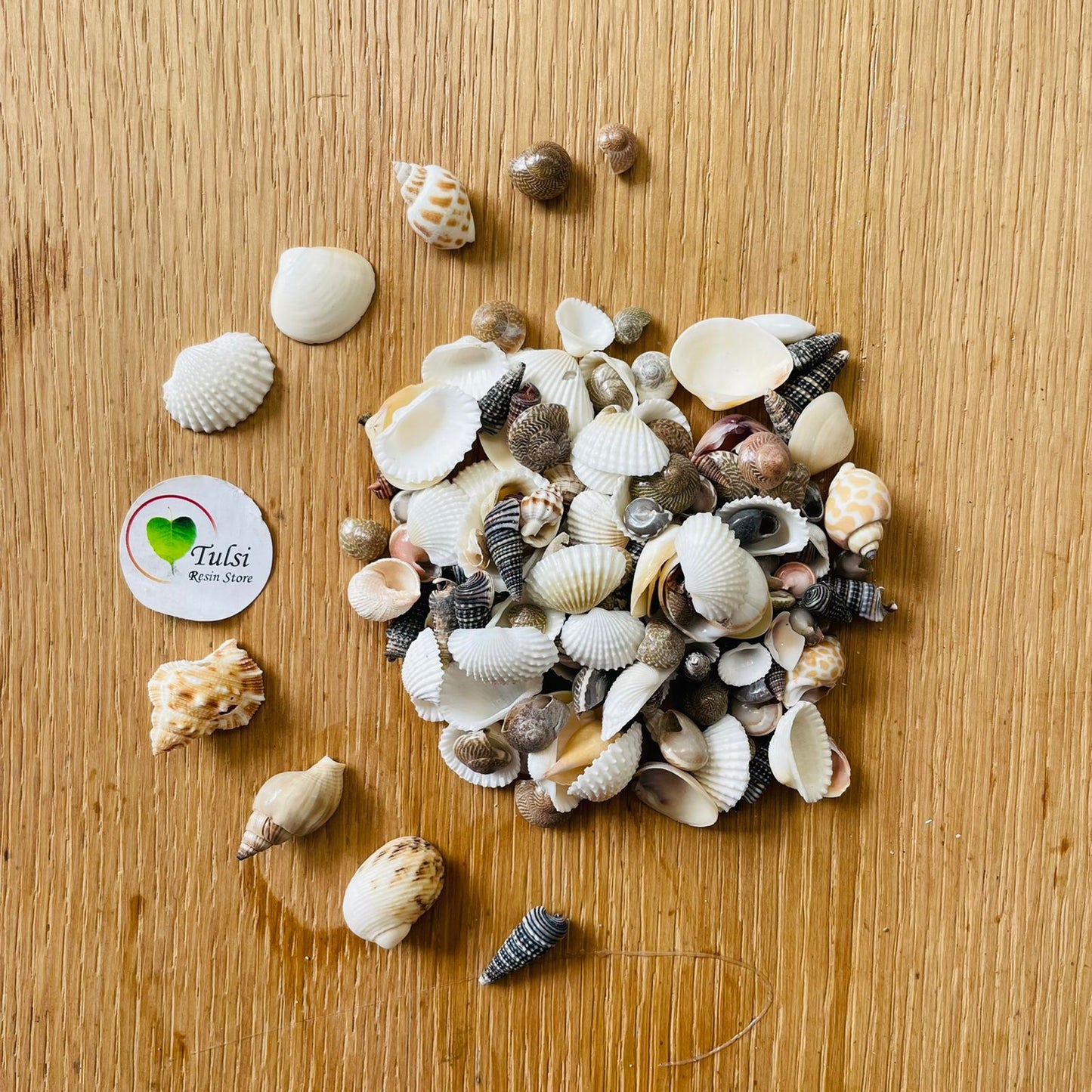 Mix Sea Shell - Small