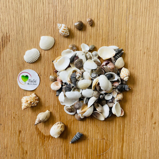 Mix Sea Shell - Small